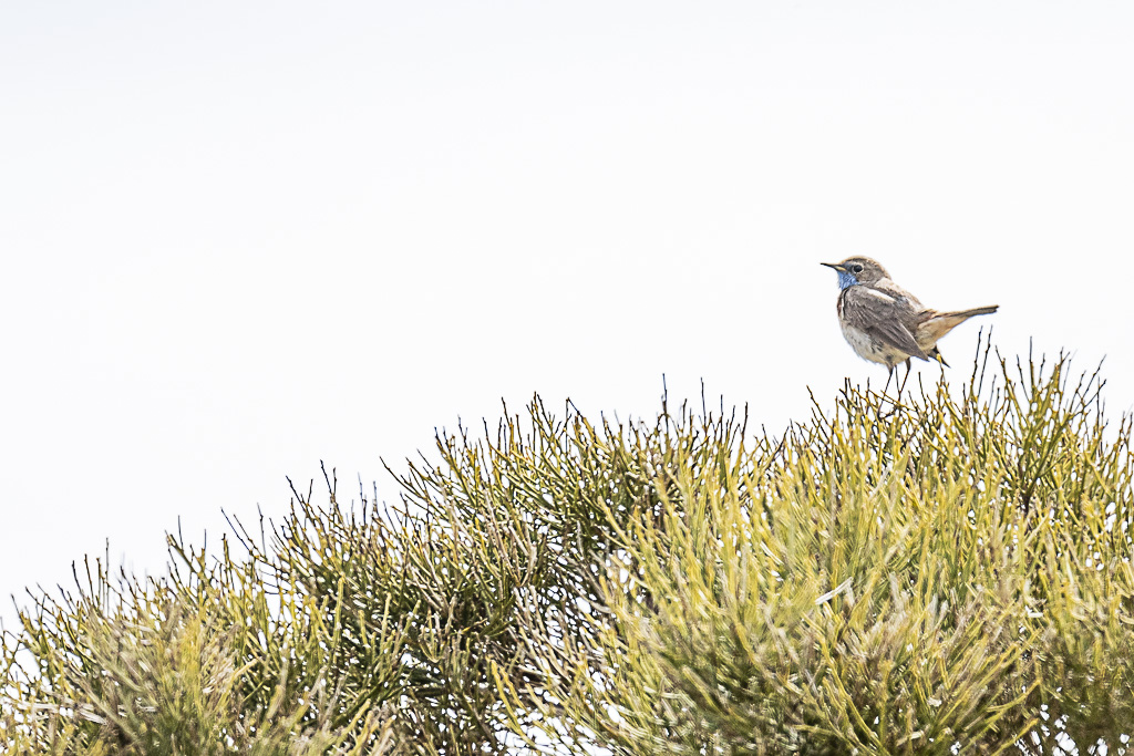 Oiseaux de la Sierra de Gredos