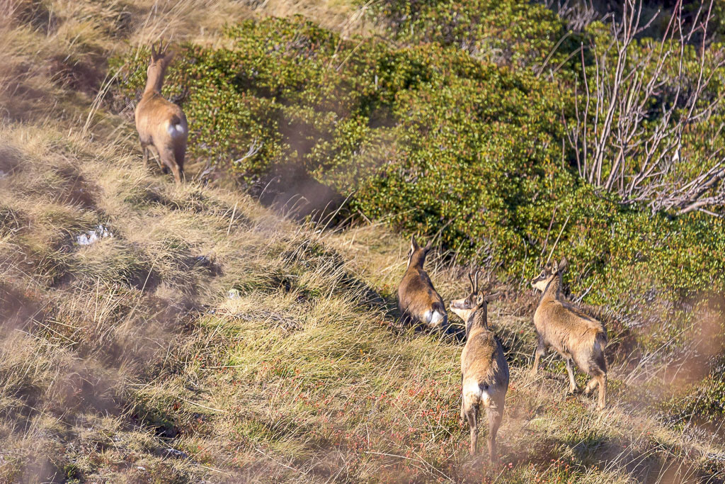 Isard L’Isard des Pyrénées | lanaturemoi