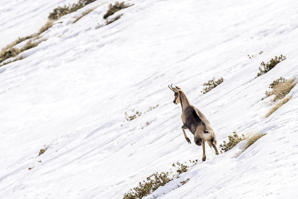 Isard L’Isard des Pyrénées | lanaturemoi