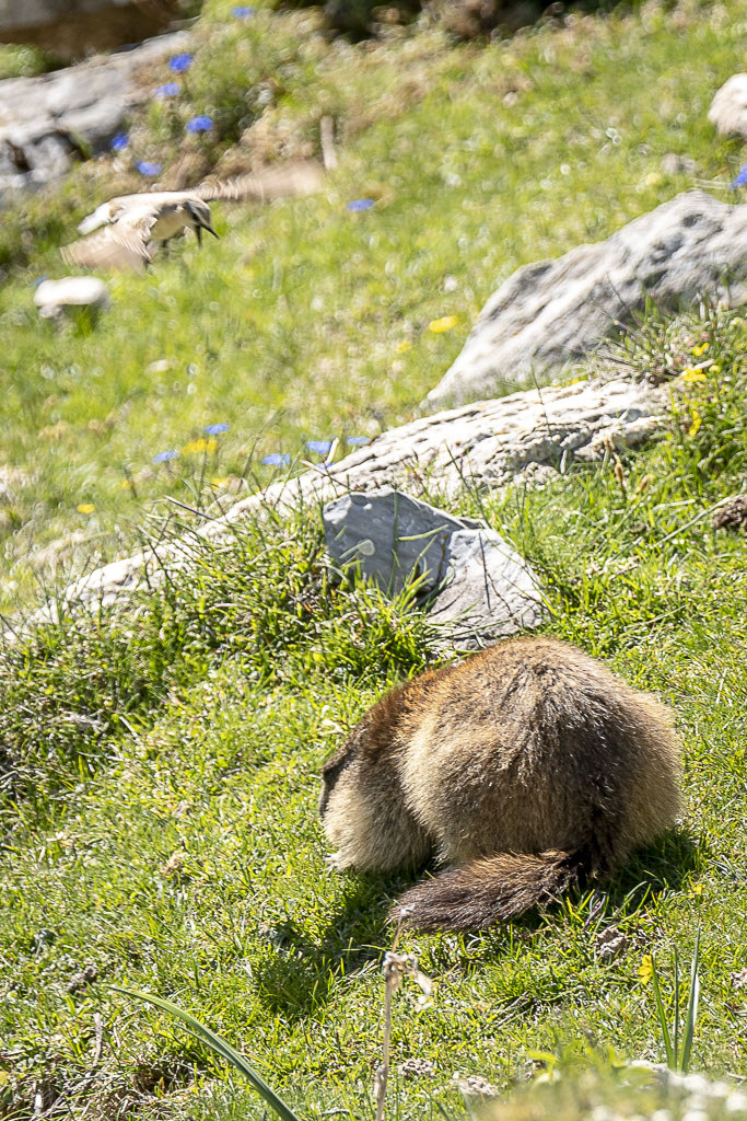 Traquet motteux (une femelle) et une marmotte.