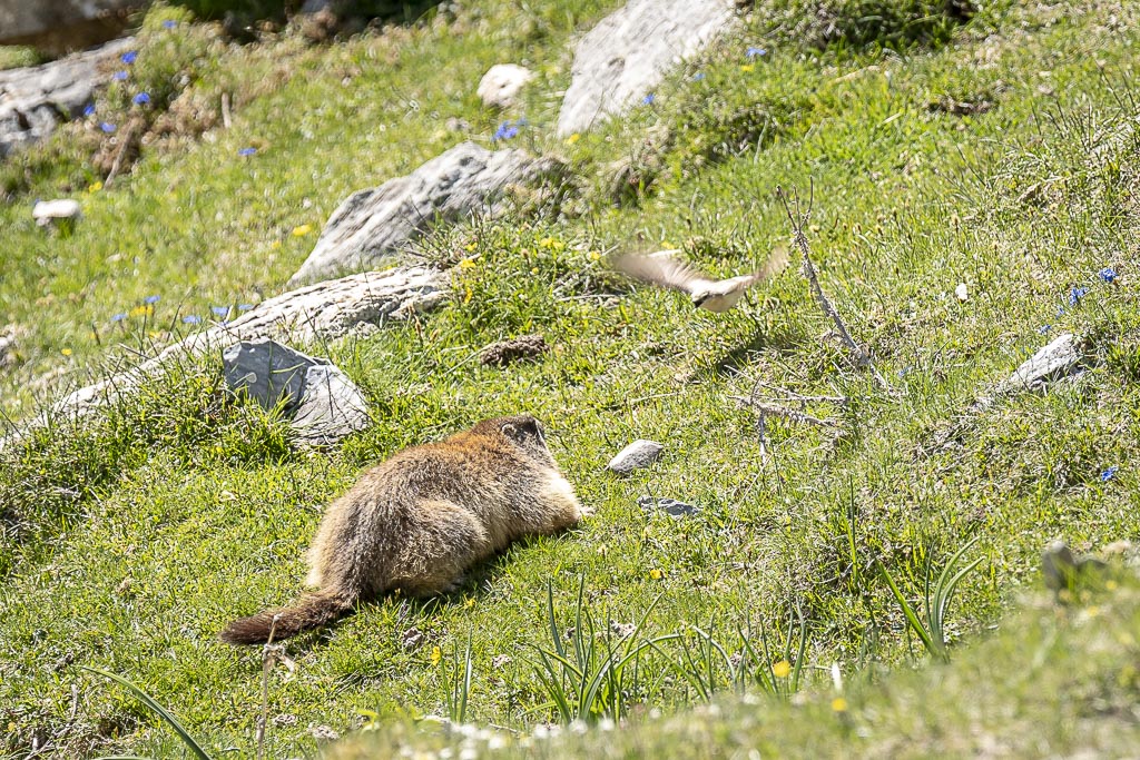 Traquet motteux (une femelle) et une marmotte.