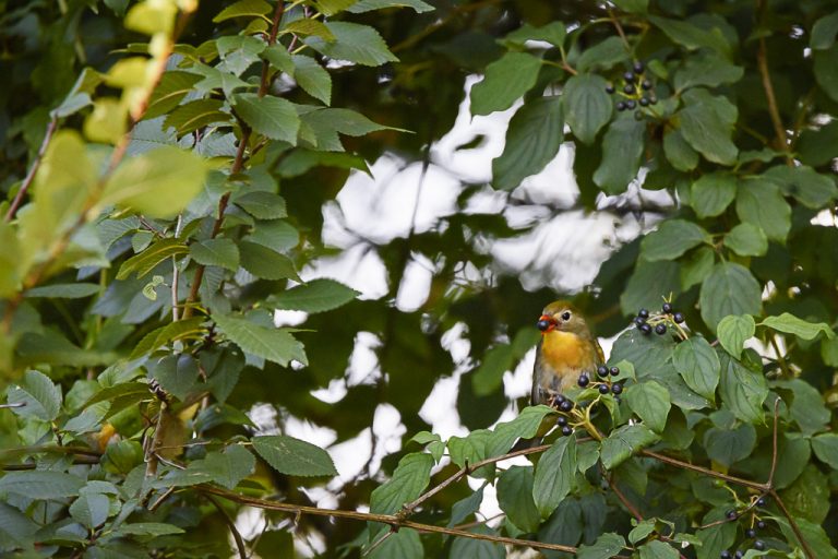 Le Léiothrix jaune ou Rossignol du Japon lanaturemoi Le Léiothrix jaune ou Rossignol du Japon lanaturemoi