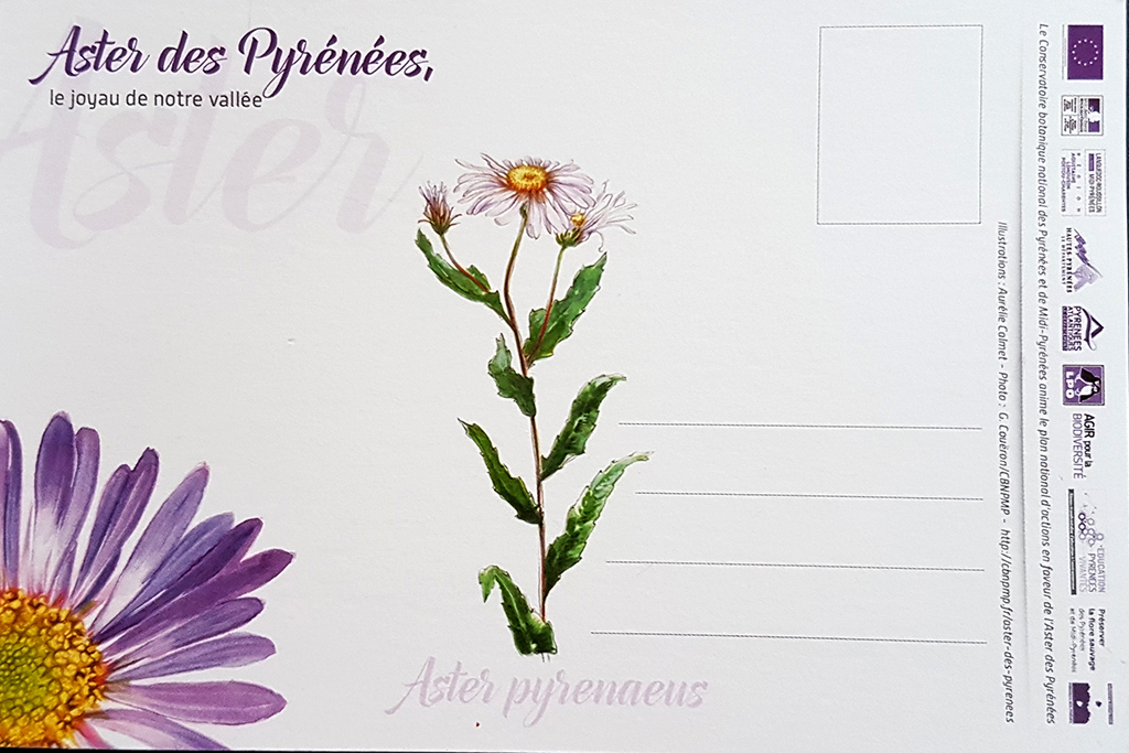 Carte postale Aster des Pyrénées