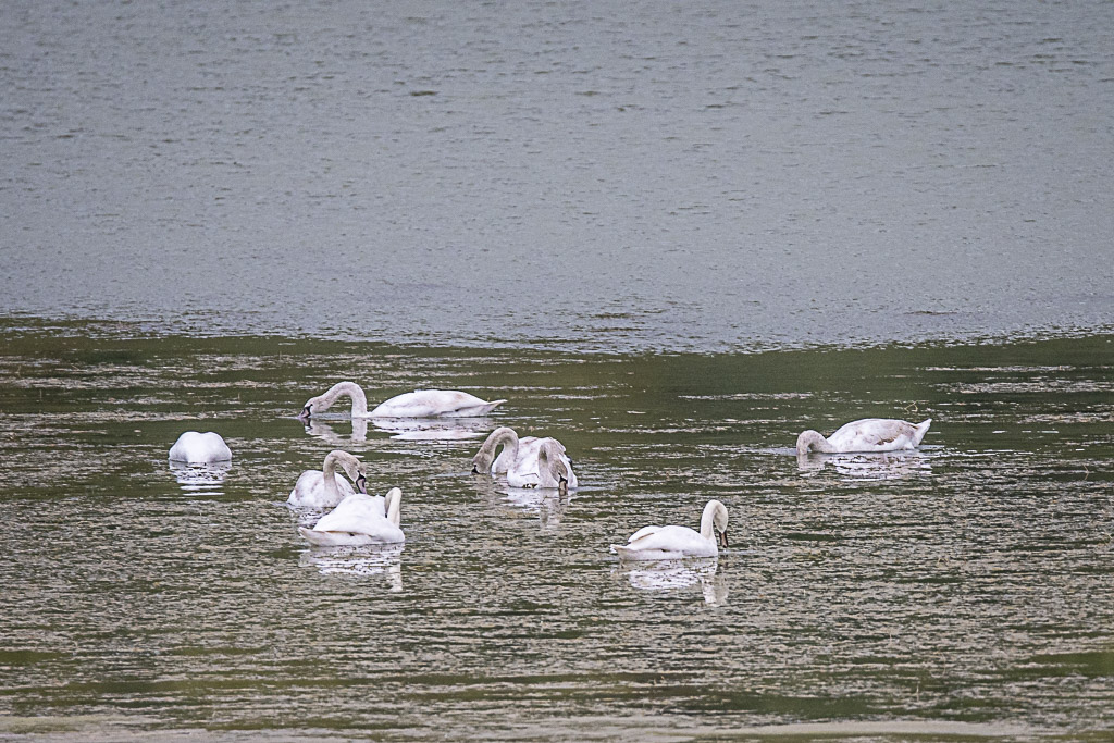Cygnes tuberculés lac de Bassillon