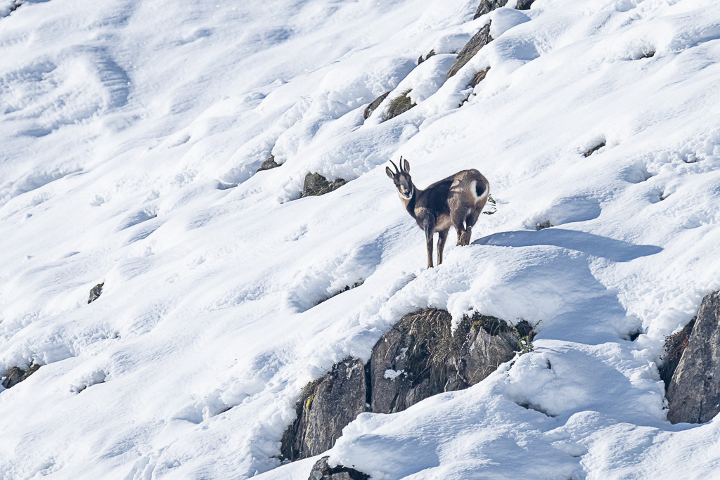 Isard L’Isard des Pyrénées à la période du rut en val d’Azun | lanaturemoi