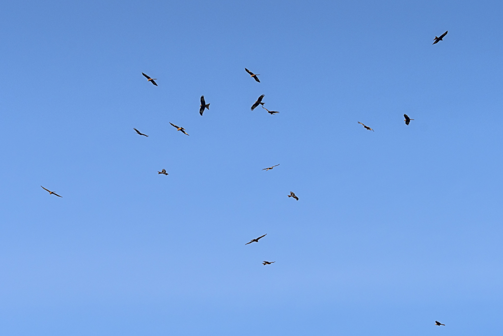 Le Milan royal dans les Pyrénées | lanaturemoi