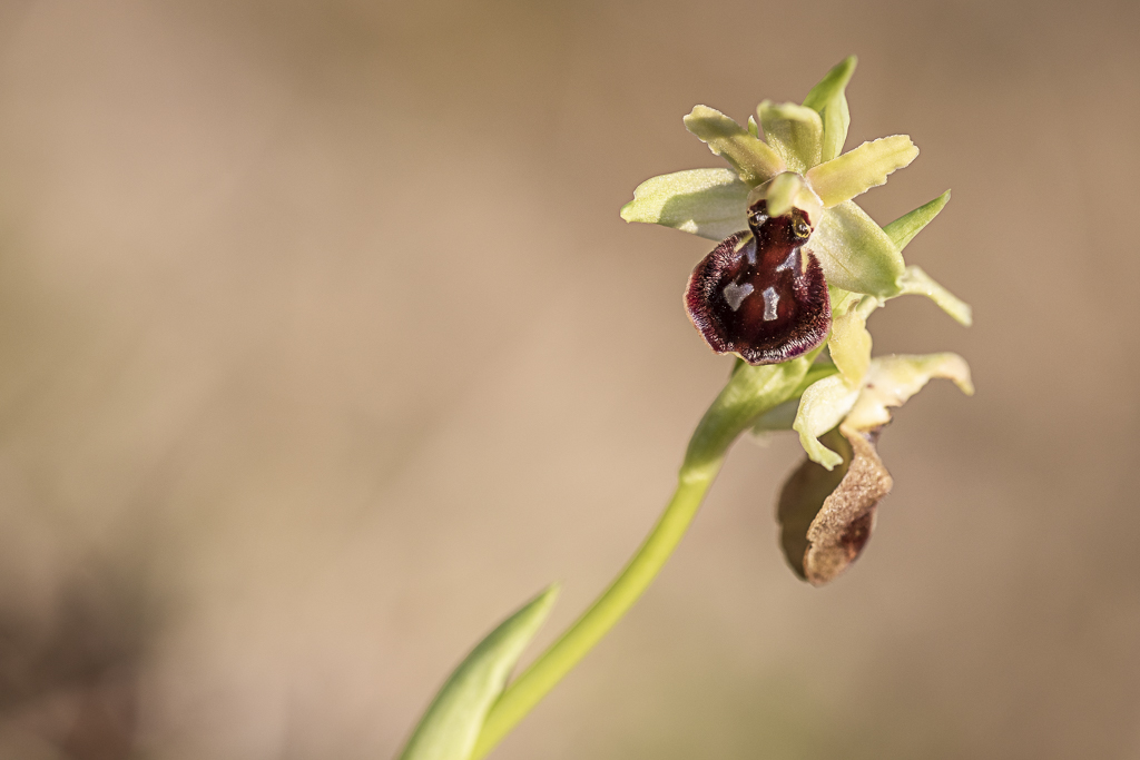 L'Ophrys de mars