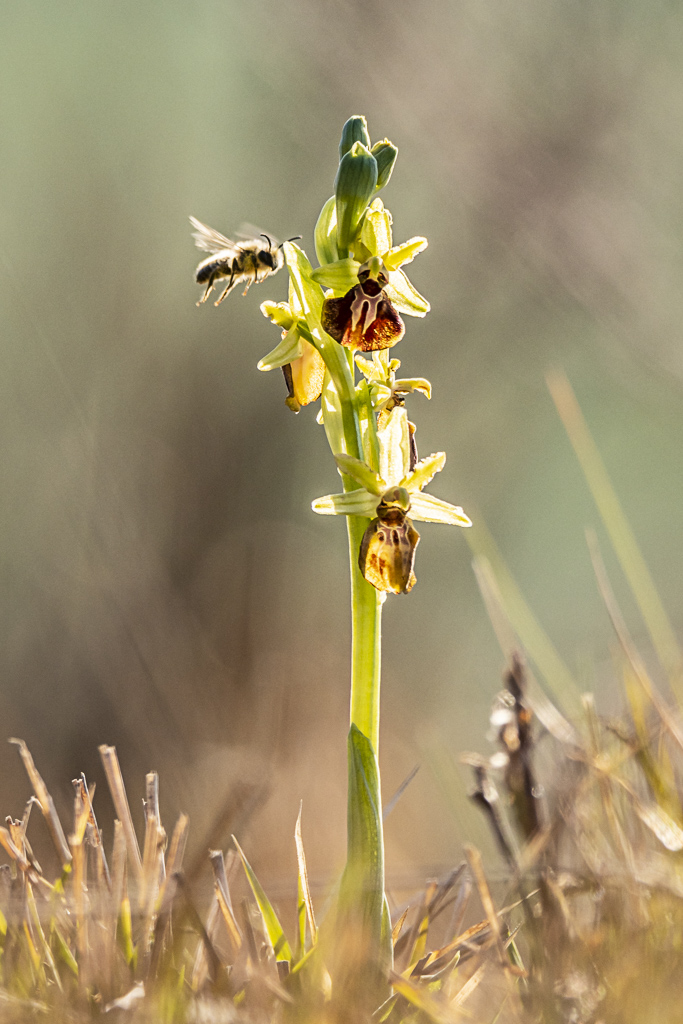 L'Ophrys de mars