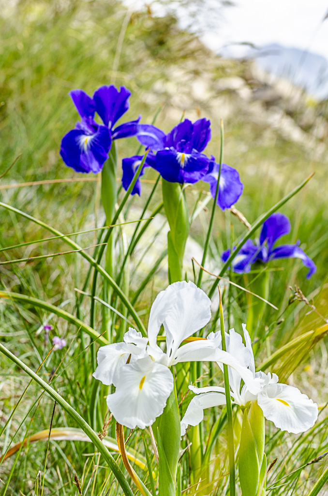 Iris des Pyrénées blanc