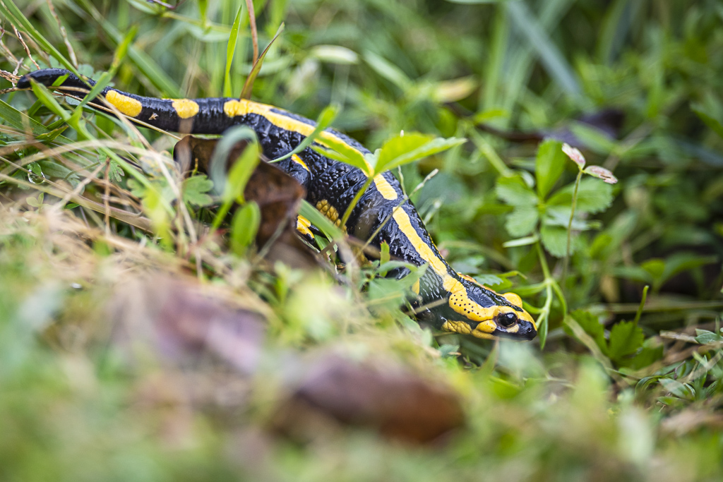 Les différentes sous espèces de salamandre tachetée et leur répartition -  La Salamandre