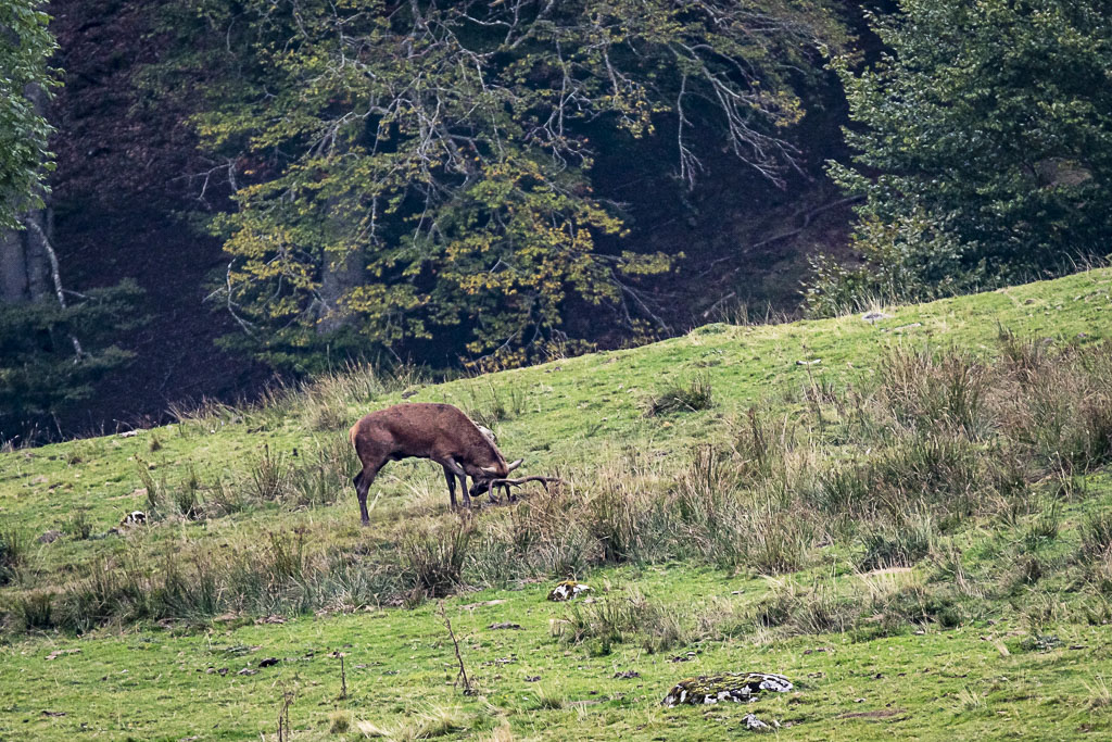 Cerf élaphe dans les Pyrénées