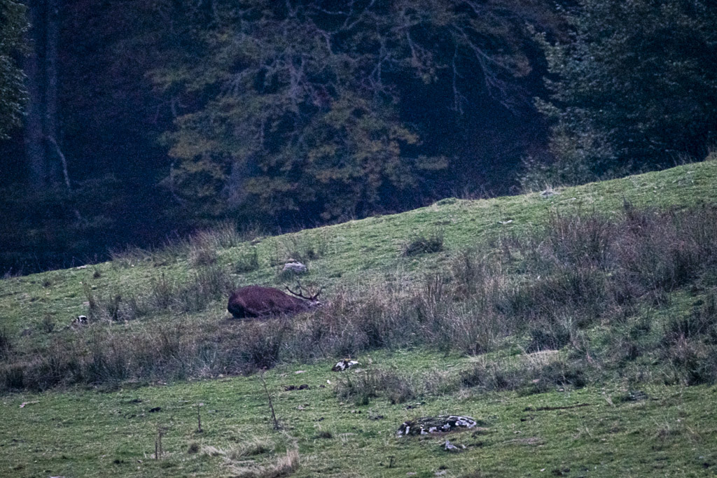 Cerf élaphe dans les Pyrénées
