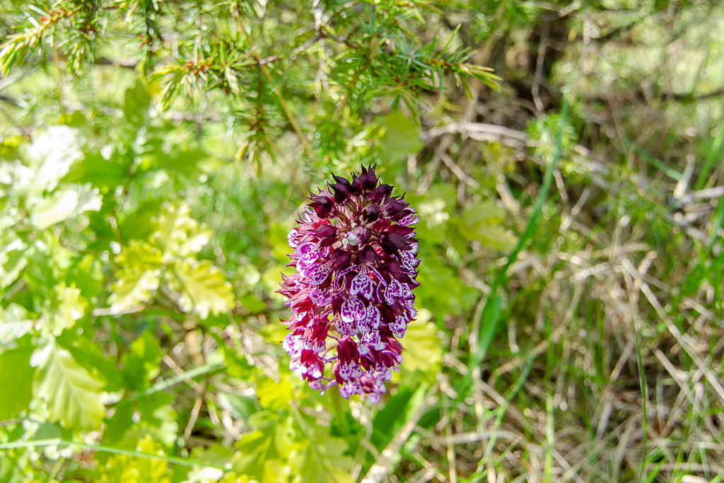 Orchidée du Vic-Bilh