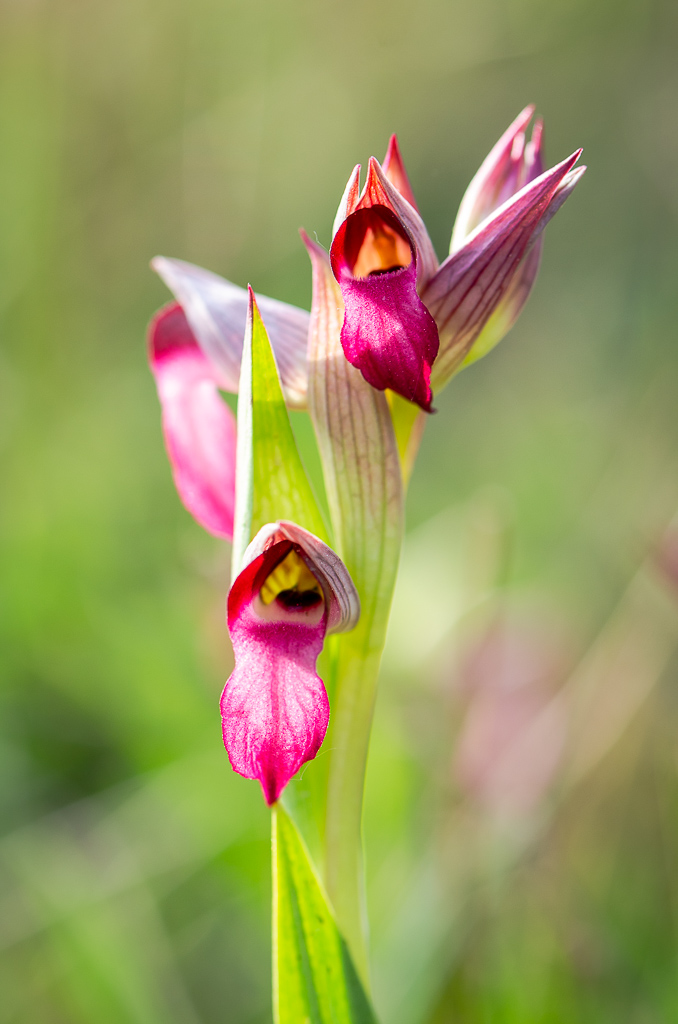 Orchidée du Vic-Bilh