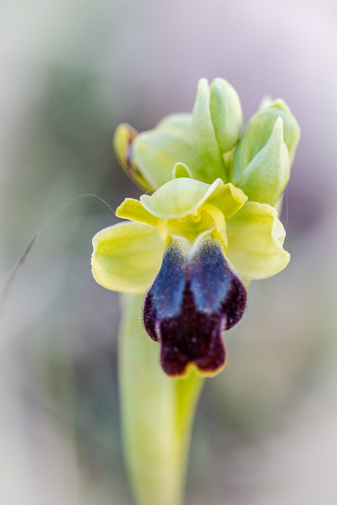 Ophrys sillonné (Ophrys sulcata)