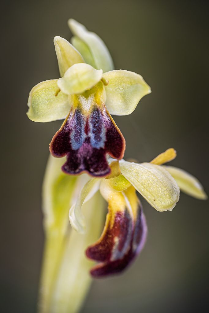 Ophrys sillonné (Ophrys sulcata)