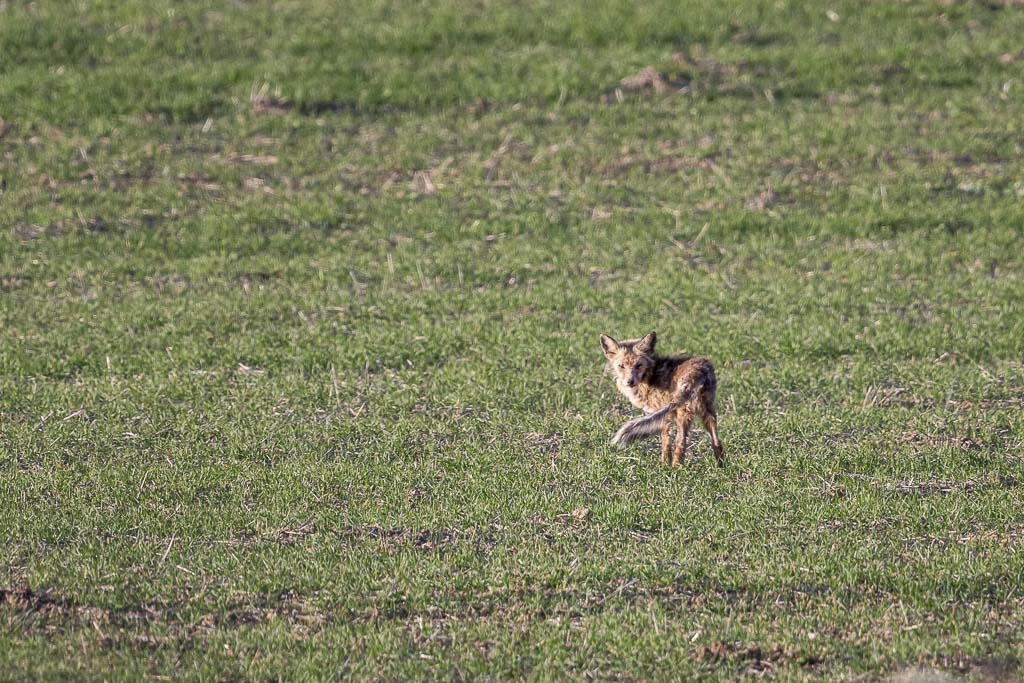 renard roux vulpus vulpus 40