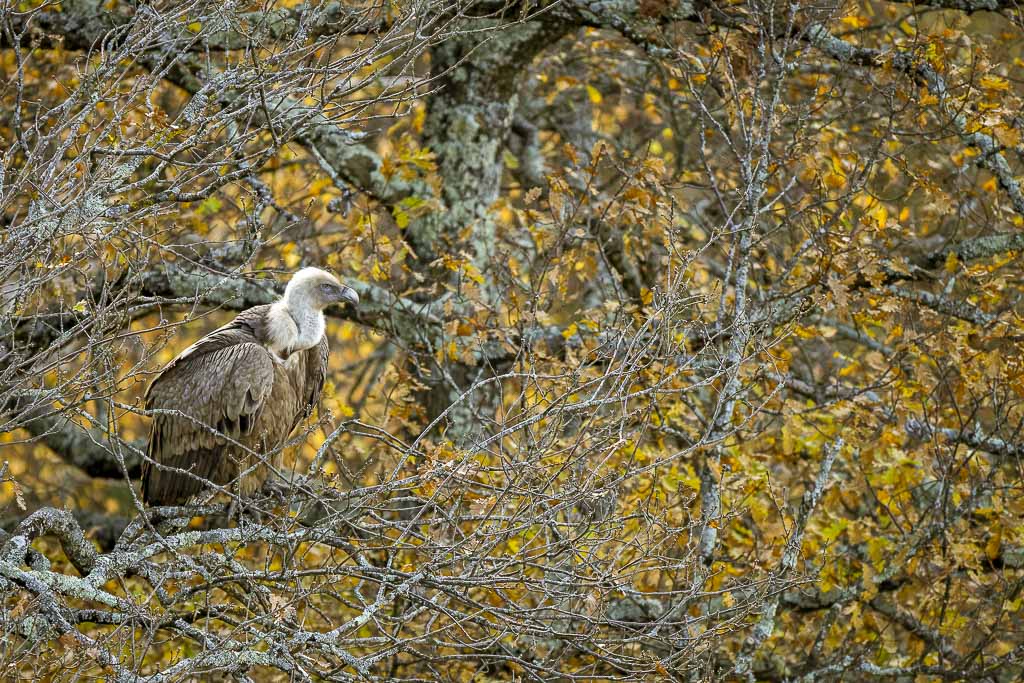 vautour fauve pyrenees 09