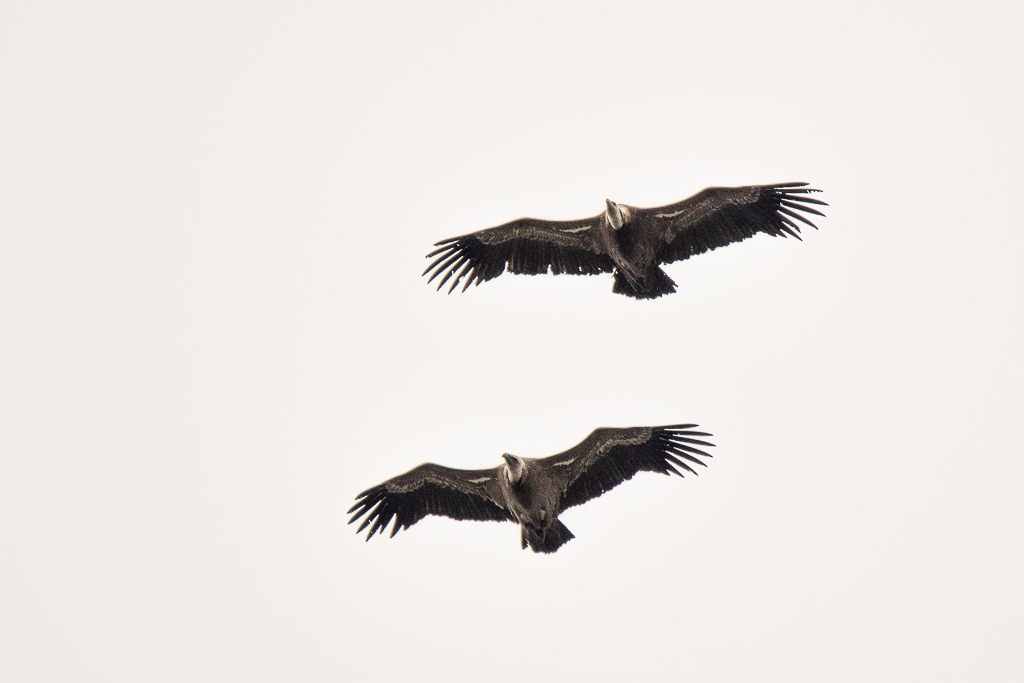 vautours fauves tandem 19