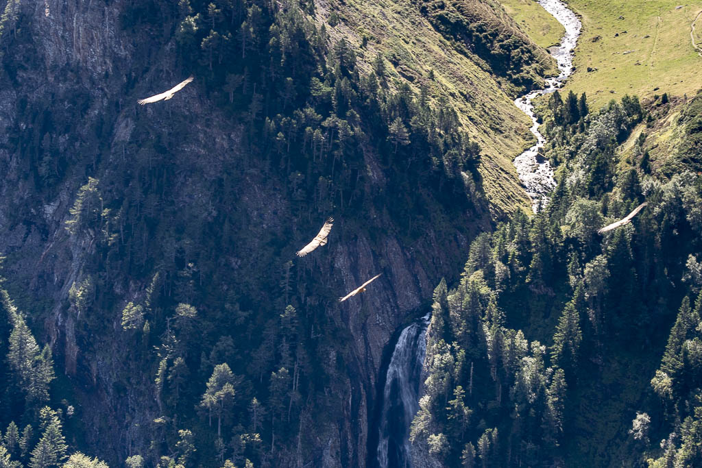vautour fauve pyrenees 24