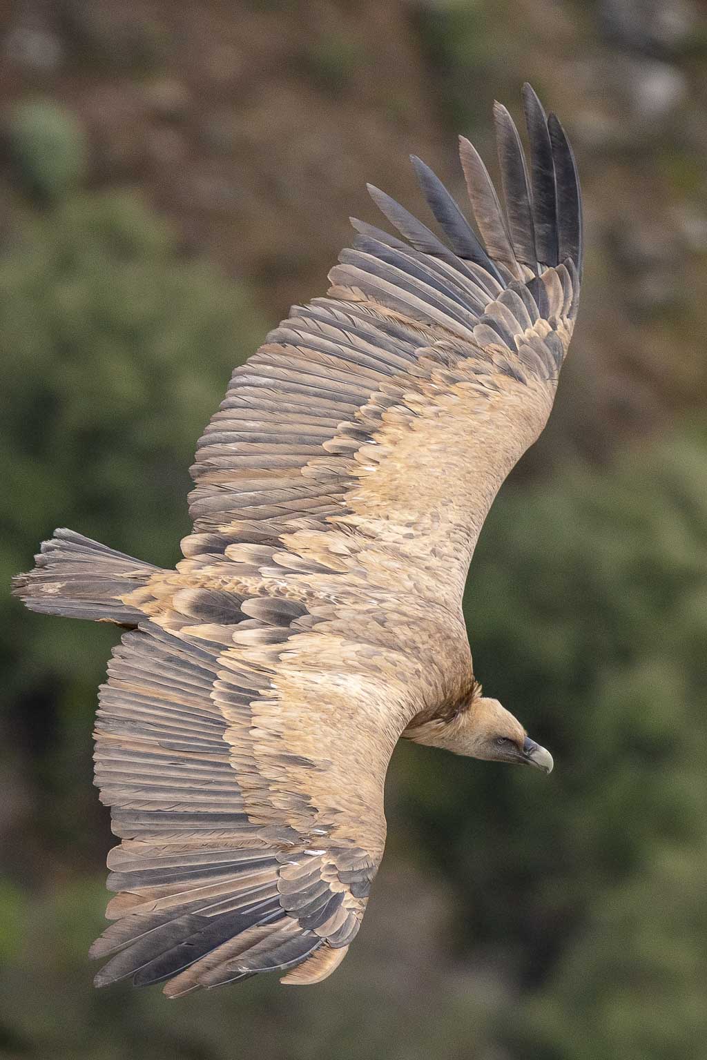 vautour fauve pyrenees 29