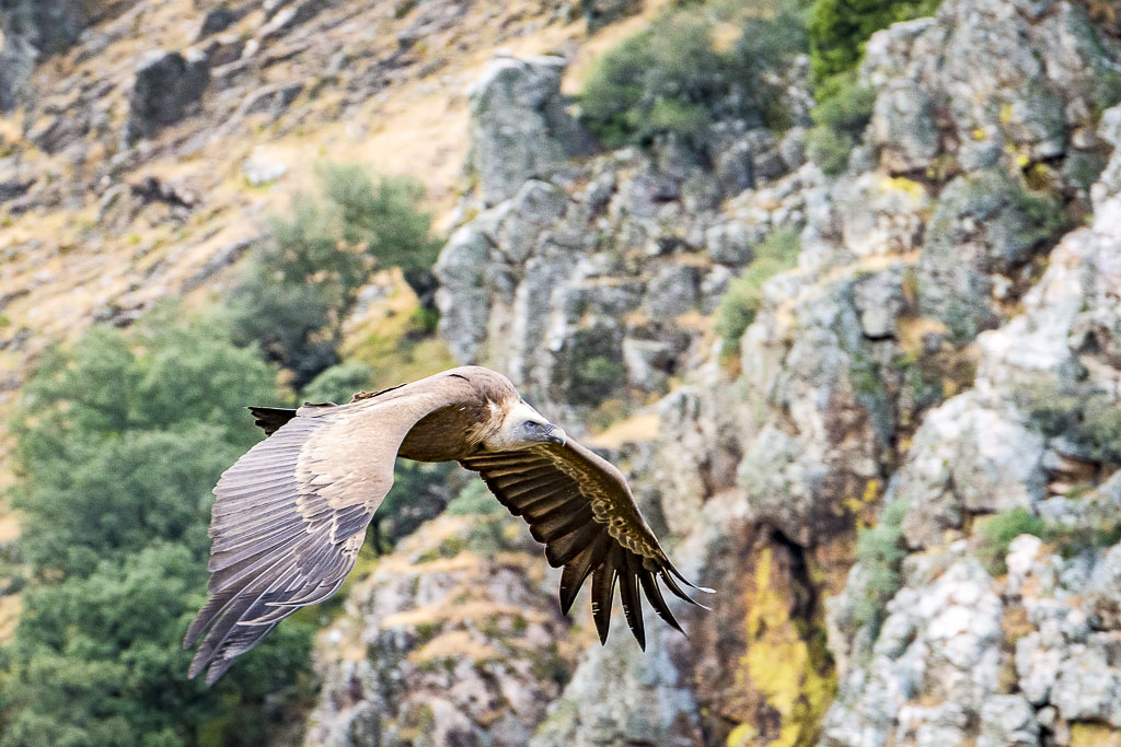 vautour fauve pyrenees 30