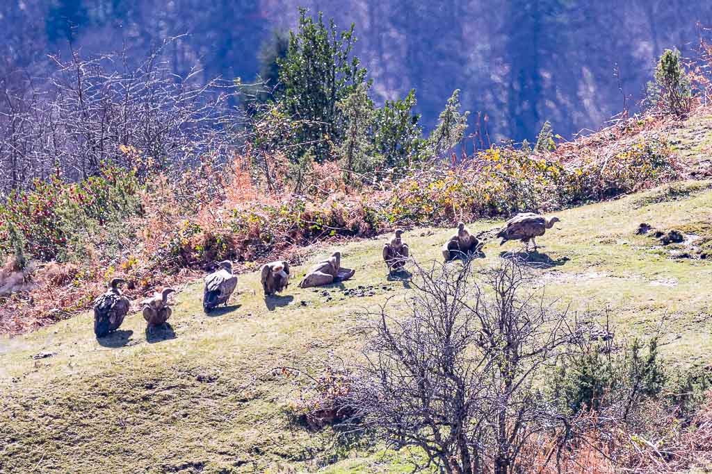 vautour fauve pyrenees 34