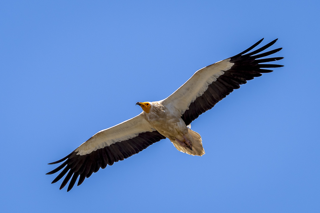 vautour percnoptère 12