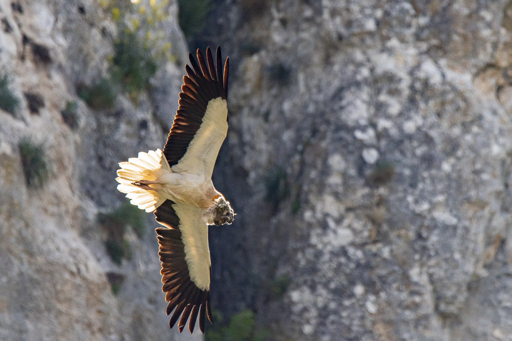 vautour percnoptère 15