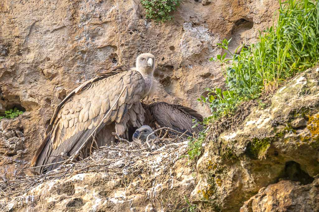 reproduction vautours fauves 21