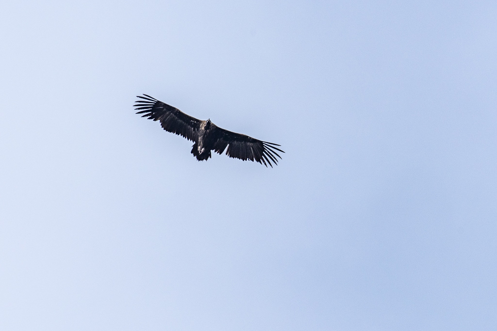 silhouette vautour moine