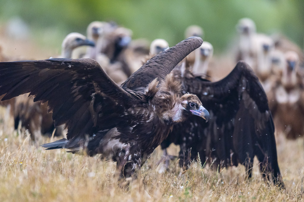 vautours moines vautours fauves 17