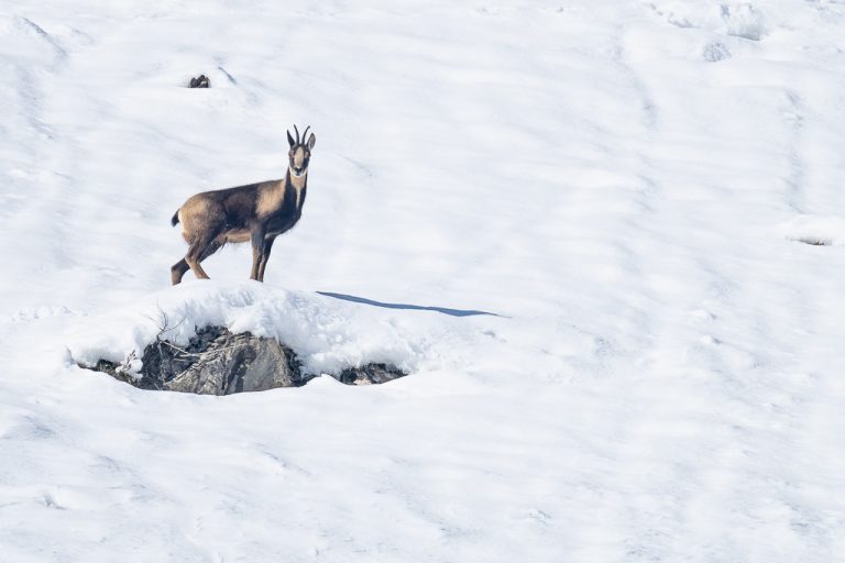 Isard L’Isard des Pyrénées | lanaturemoi