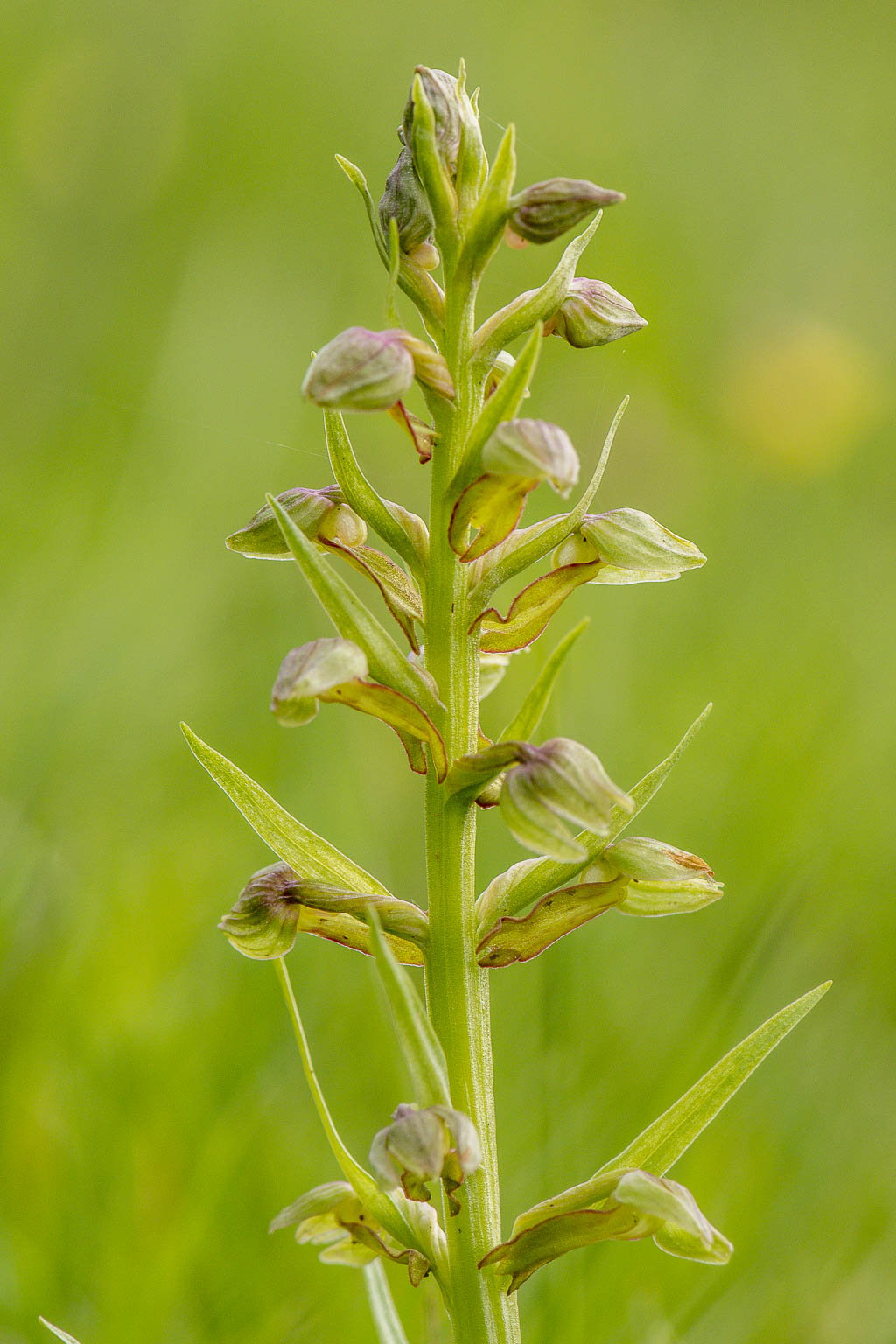 orchis grenouille 01