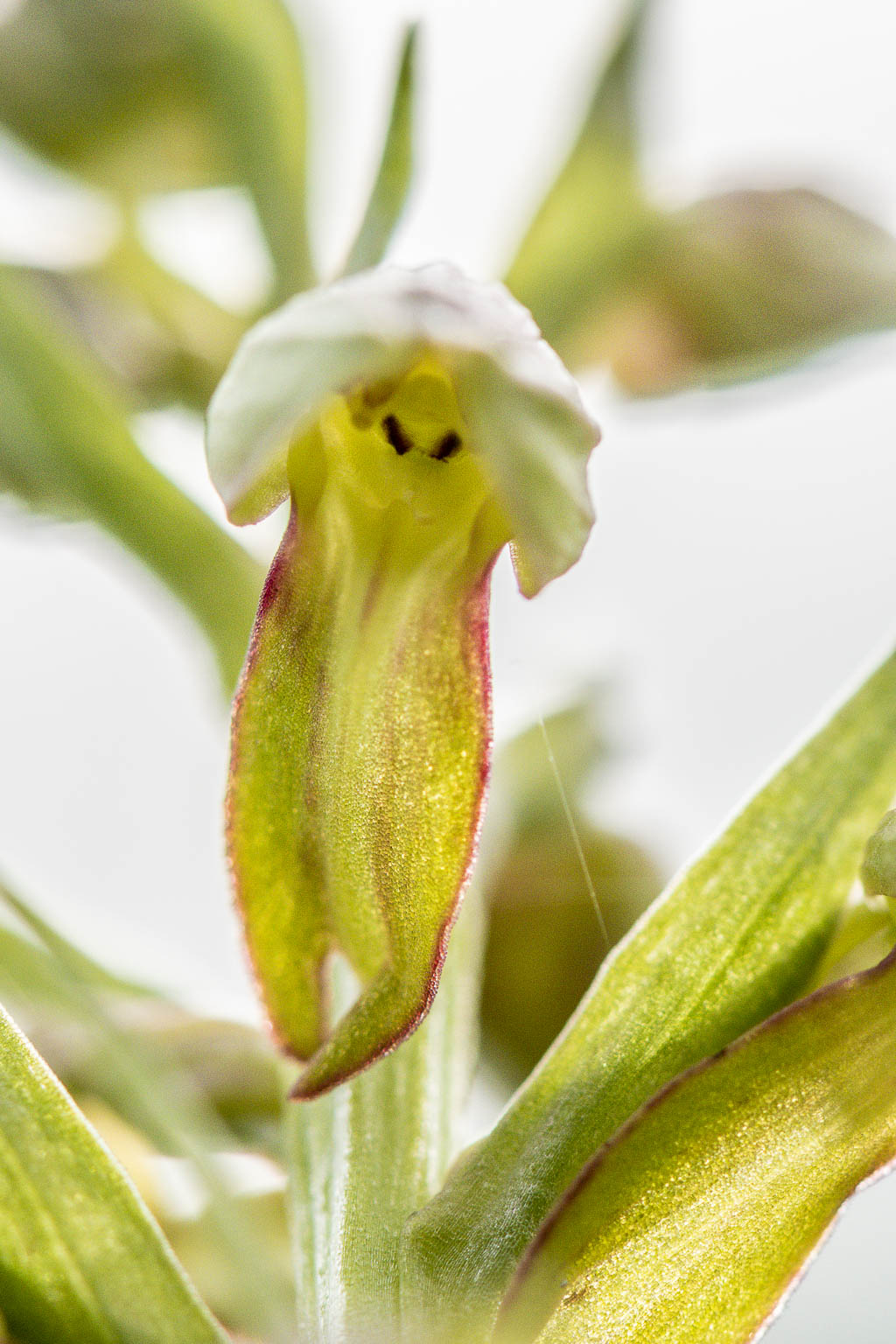 orchis grenouille 02