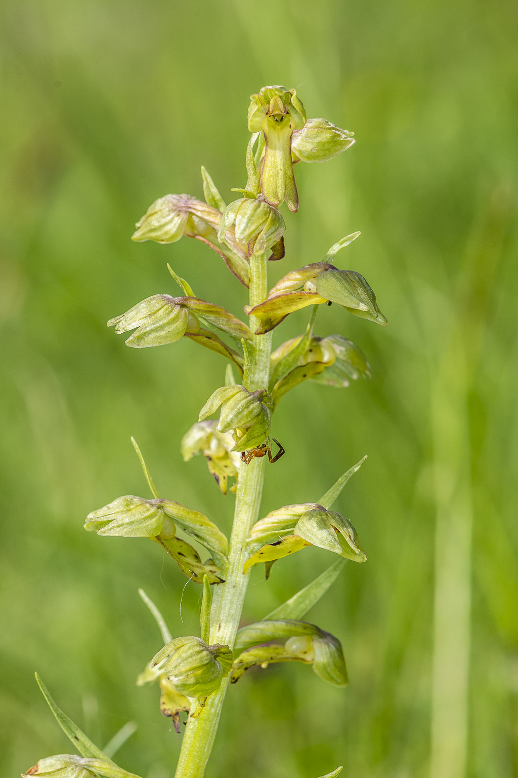 orchis grenouille 05