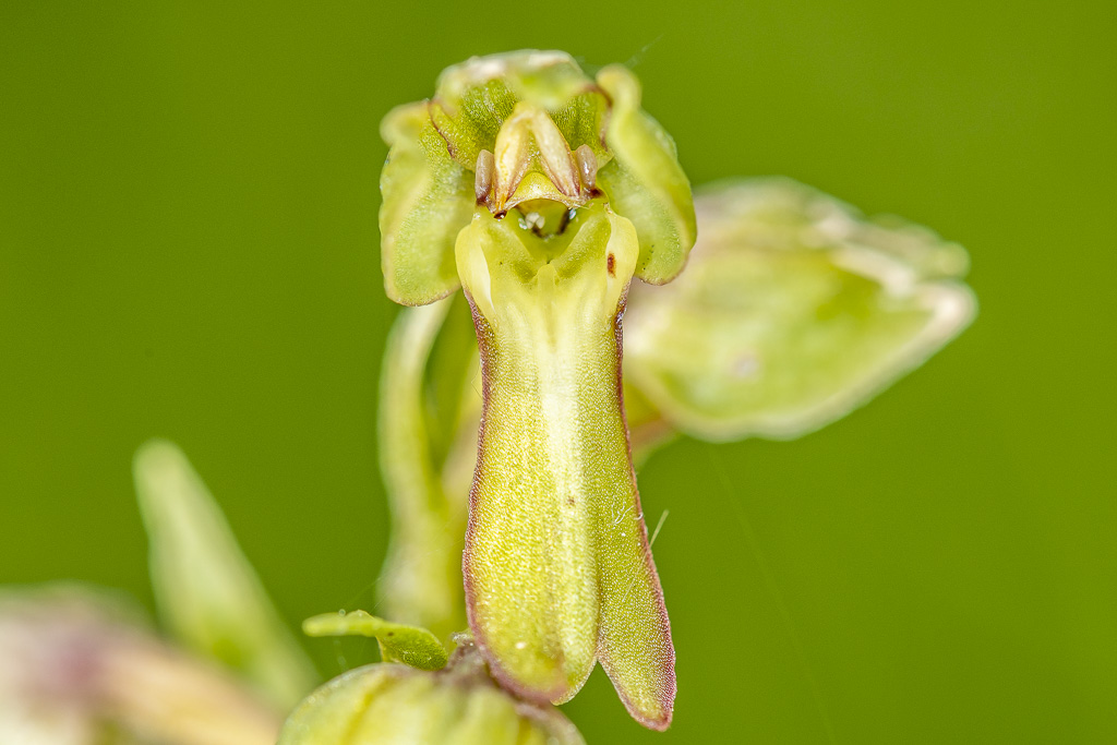 orchis grenouille 06