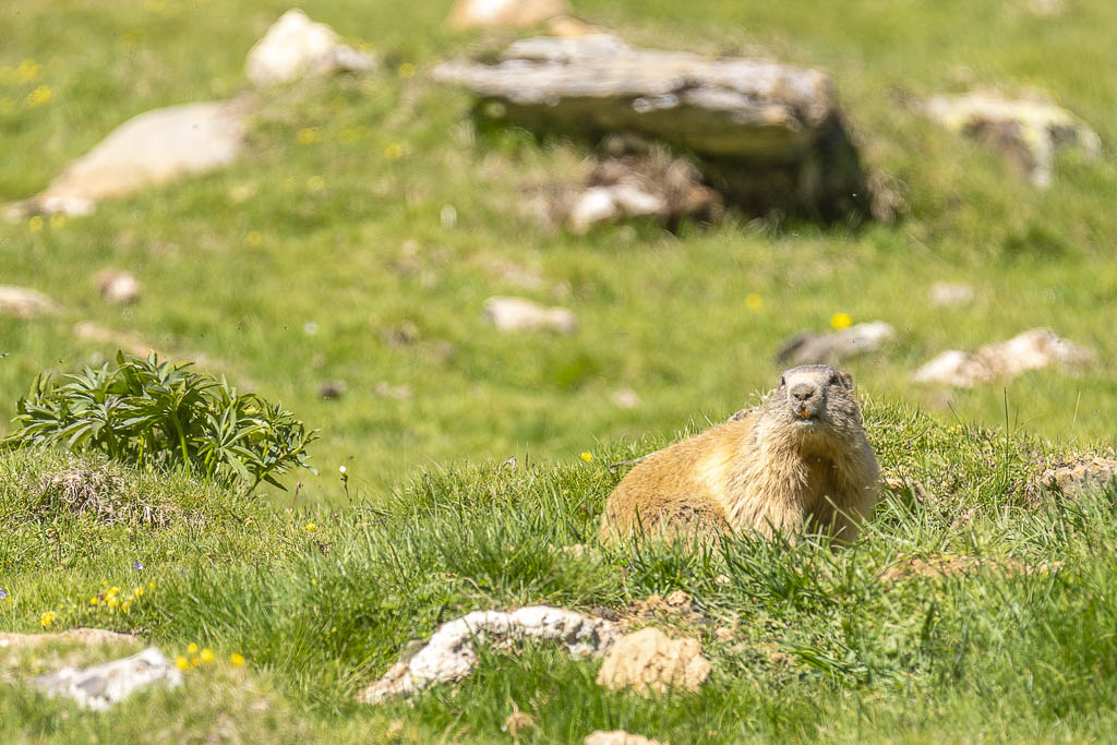 marmotte pyrenees 06