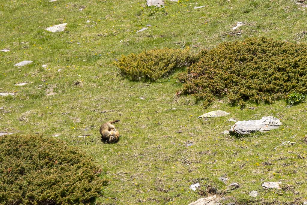 marmotte pyrenees 10