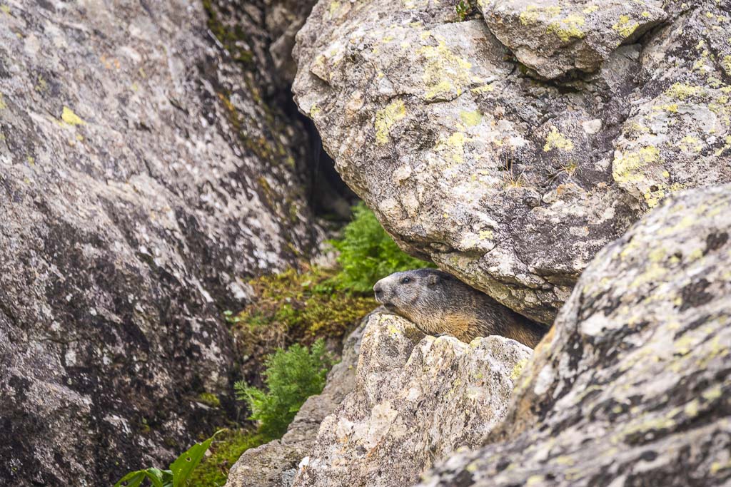 marmotte pyrenees 14