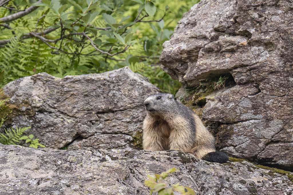 marmotte pyrenees 15