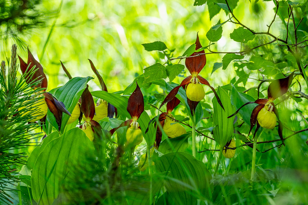 sabot de vénus sallent 03