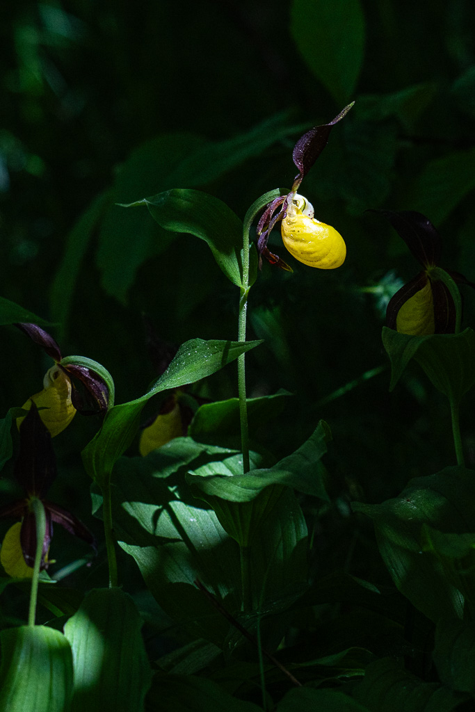 sabot de vénus sallent 11