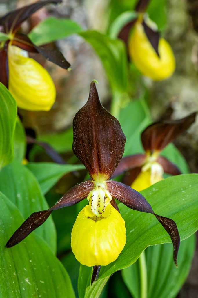 sabot de vénus sallent 33