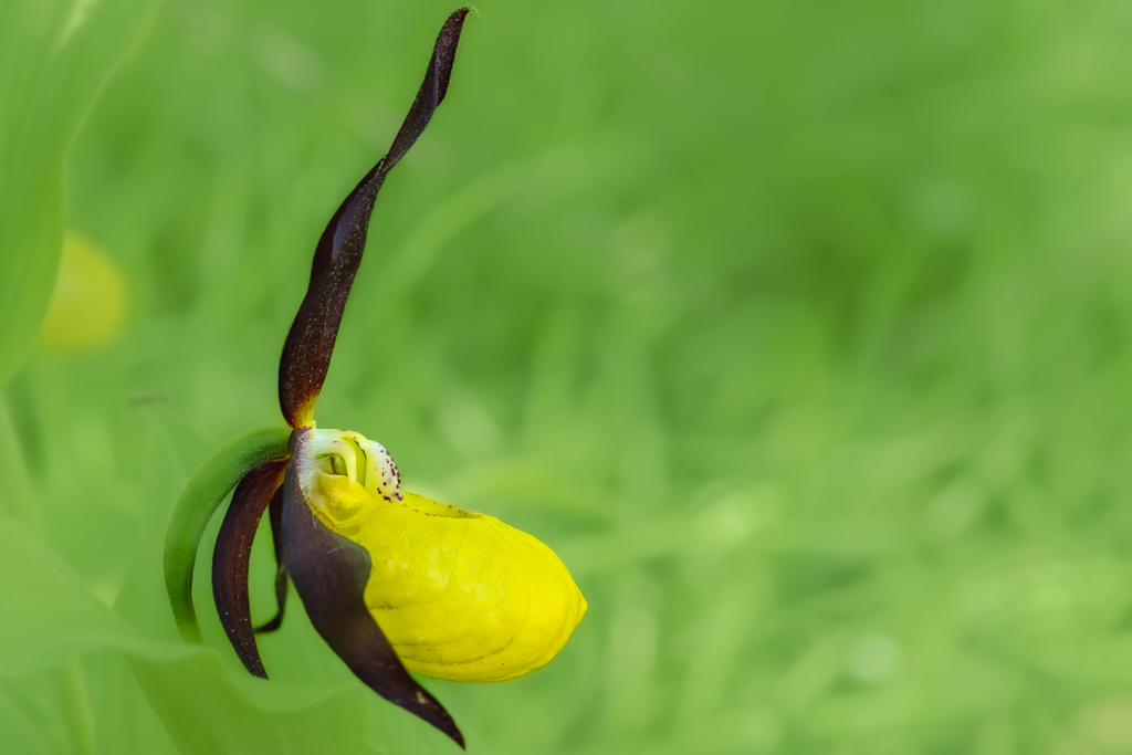 sabot de vénus sallent 34