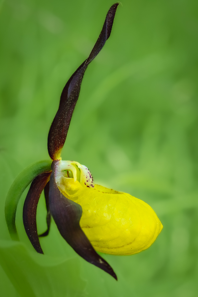 sabot de vénus sallent 35