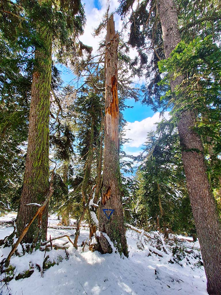 arbre réservé biodiversité