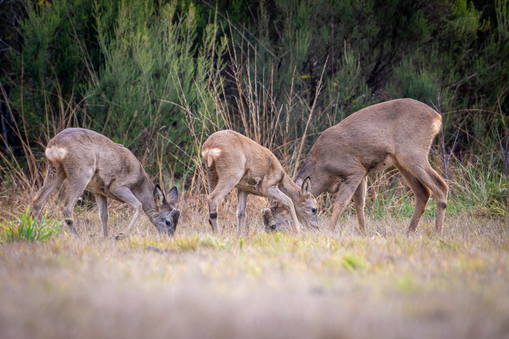 chevreuil faon béarn 38
