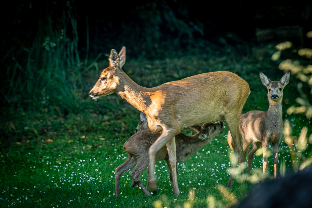 chevreuil faon béarn 39