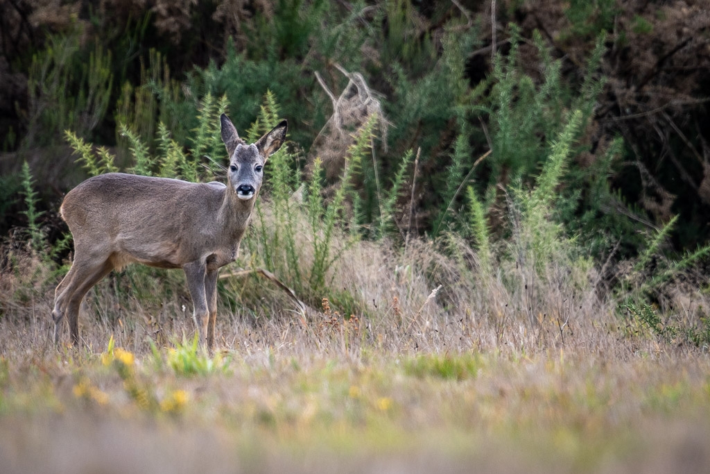 chevreuil faon béarn 40